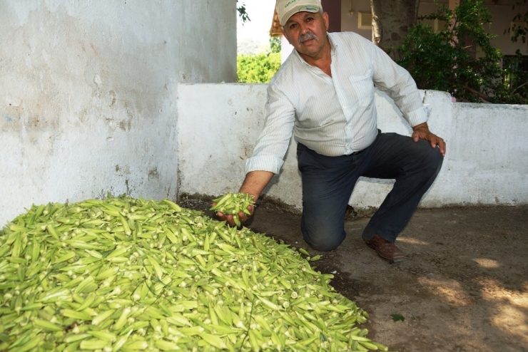 Tezgahta 15 Tl’ye Kadar Satılan Bamya Yüz Güldürdü