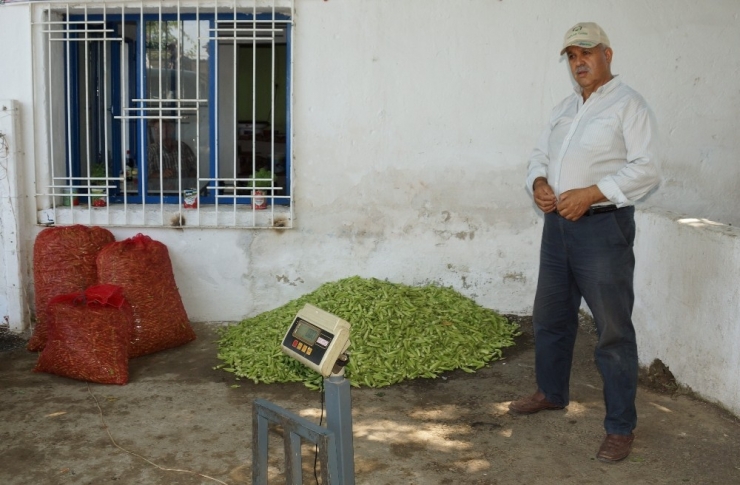 Tezgahta 15 Tl’ye Kadar Satılan Bamya Yüz Güldürdü