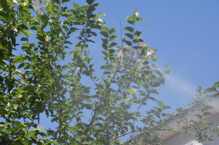 Düzce Belediyesi Amerikan Kelebeği İle Mücadele Ediyor