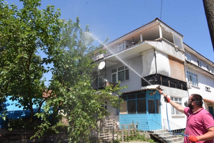 Düzce Belediyesi Amerikan Kelebeği İle Mücadele Ediyor