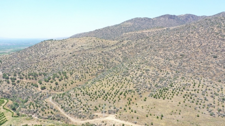 Yabani Bademler Milyonlar Kazandıracak