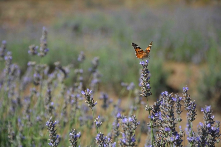 Muğlalı Çiftçi İçin Alternatif Ürün: Lavanta