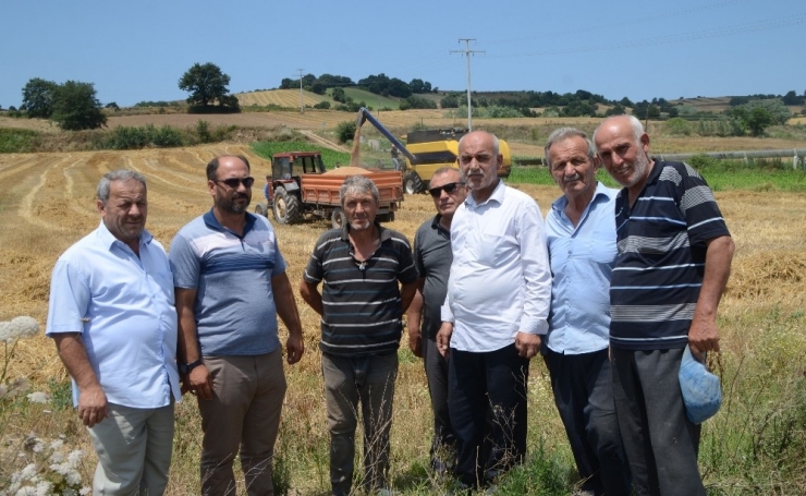 Bafra Ovası’nda Buğday Hasadı Başladı