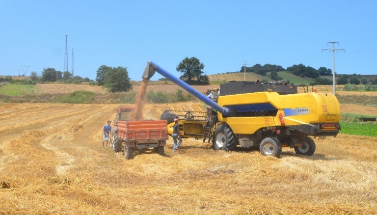 Bafra Ovası’nda Buğday Hasadı Başladı