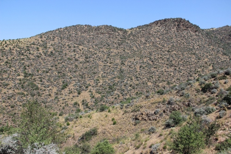 Yabani Bademler Milyonlar Kazandıracak