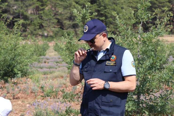 Bakan Pakdemirli’den Lavanta Hasadı