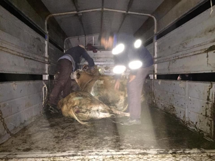 Hayvan Hırsızlığı, Maden Çalışanlarının Dikkati Sayesinde Önlendi