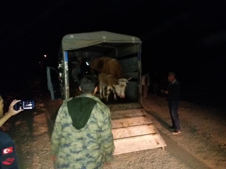 Hayvan Hırsızlığı, Maden Çalışanlarının Dikkati Sayesinde Önlendi