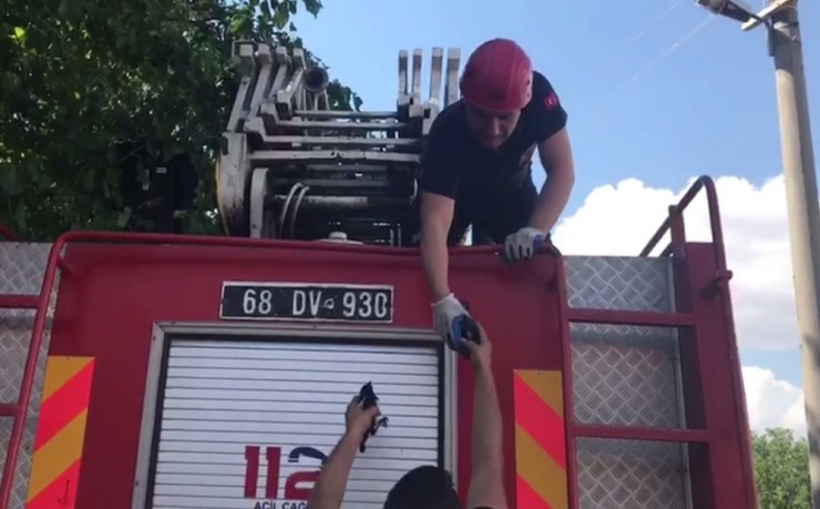 Yuvadan Düşen Yavru Kuşlar Yuvalarına Bırakıldı