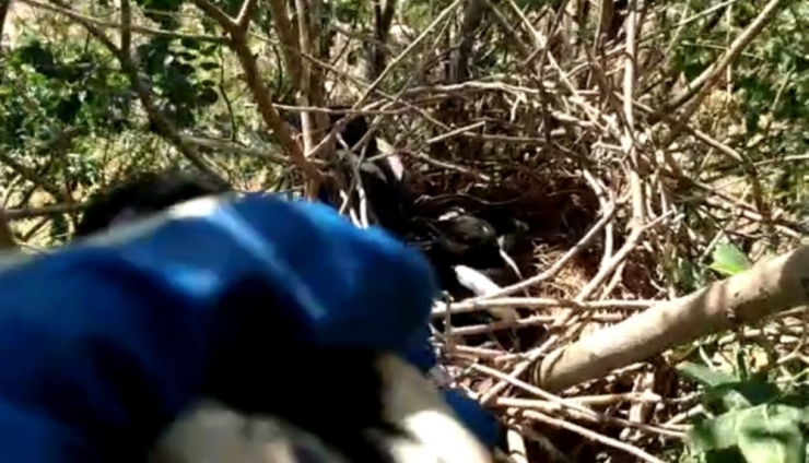 Yuvadan Düşen Yavru Kuşlar Yuvalarına Bırakıldı