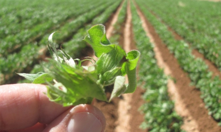 Araban’da Pamuk Üretimi İçin Önleyici Tedbirler Arttırıldı
