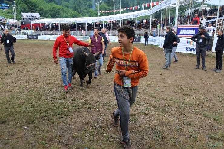 Kafkasör Yaylası Boğa Güreşleri Başladı