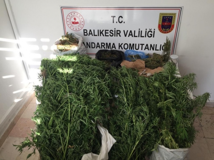 Balıkesir’de Tonlarca Uyuşturucu Ele Geçirildi