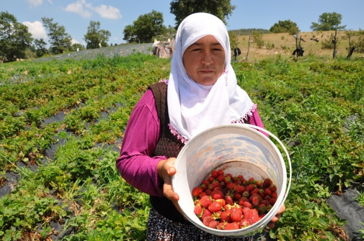 Dağ Çileğine Yoğun İlgi
