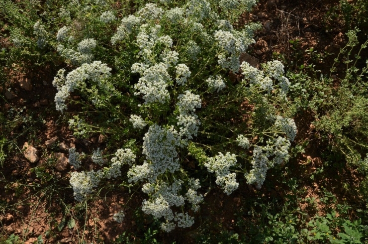 Dünyanın Kekiği Denizli’de Hasada Hazırlanıyor
