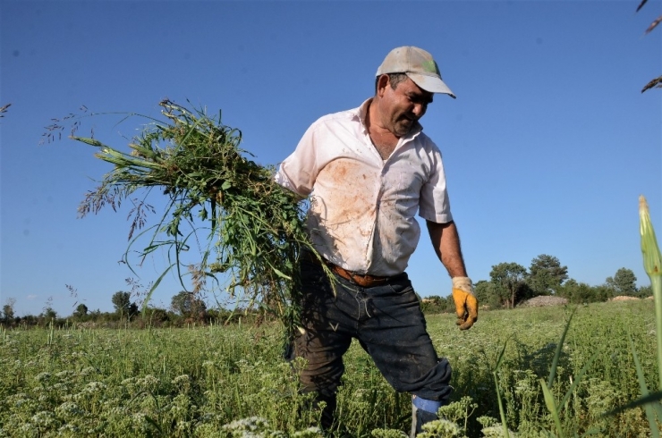 Dünyanın Kekiği Denizli’de Hasada Hazırlanıyor