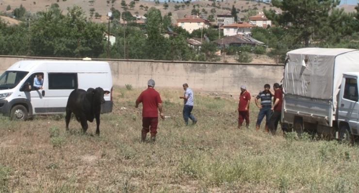 Kaçan Boğa Zor Anlar Yaşattı, 2 Kişiyi De Yaraladı