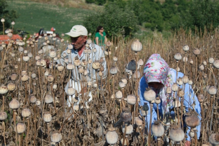 Amasya’da Haşhaş Hasadı Başladı