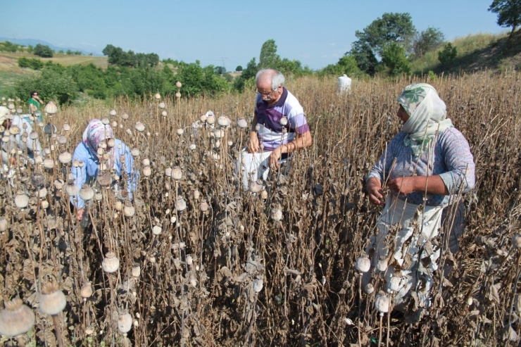 Amasya’da Haşhaş Hasadı Başladı