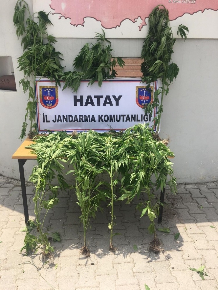 Hatay’da Hint Keneviri Operasyonu