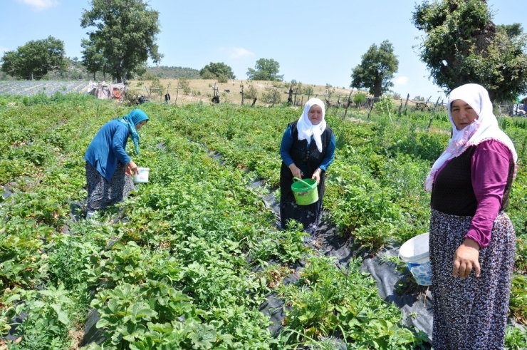 Dağ Çileğine Yoğun İlgi