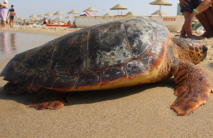Kuşadası’nda 1 Yunus Ve 3 Caretta Ceratta Sahile Vurdu