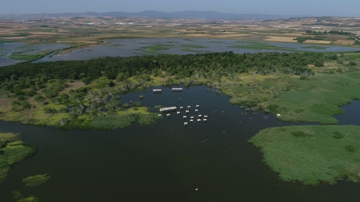 Yavrularını Büyüten Tepeli Pelikanlar Havadan Görüntülendi