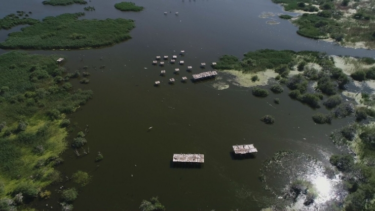 Yavrularını Büyüten Tepeli Pelikanlar Havadan Görüntülendi
