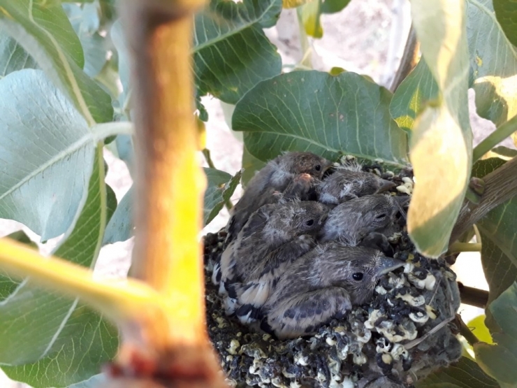 Sıcaktan Etkilenen Yavru Kuşlara Elleriyle Su İçirdi