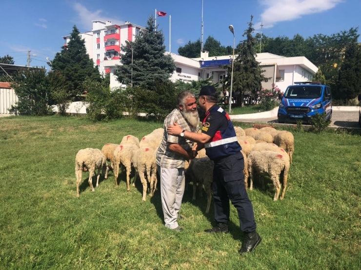 Koyunlarınızı Çaldırmayın Diyerek Ağıla Giden Jandarma Çalıntı Koyunları Buldu