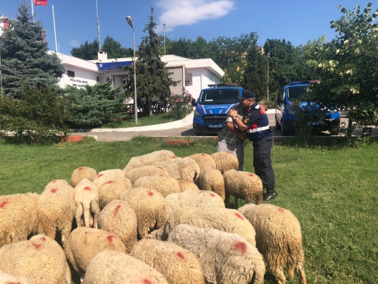 Koyunlarınızı Çaldırmayın Diyerek Ağıla Giden Jandarma Çalıntı Koyunları Buldu
