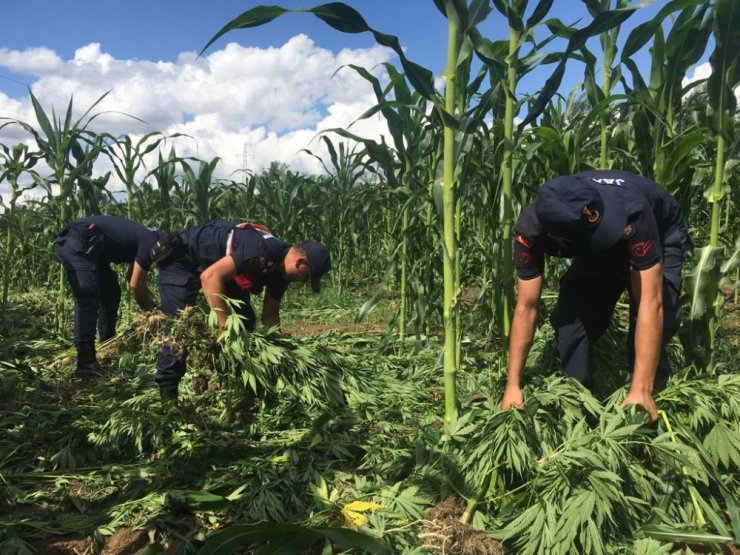 Mısır Tarlasında 22 Bin Kök Hint Keneviri Ele Geçirildi
