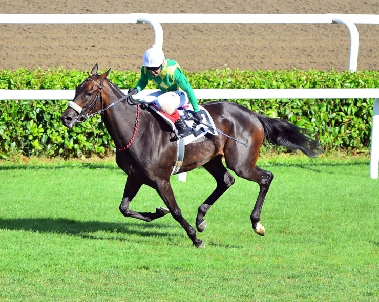 93. Gazi Koşusu’nu Ahmet Çelik’in Jokeyliğini Yaptığı The Last Romance İsimli At Kazandı.
