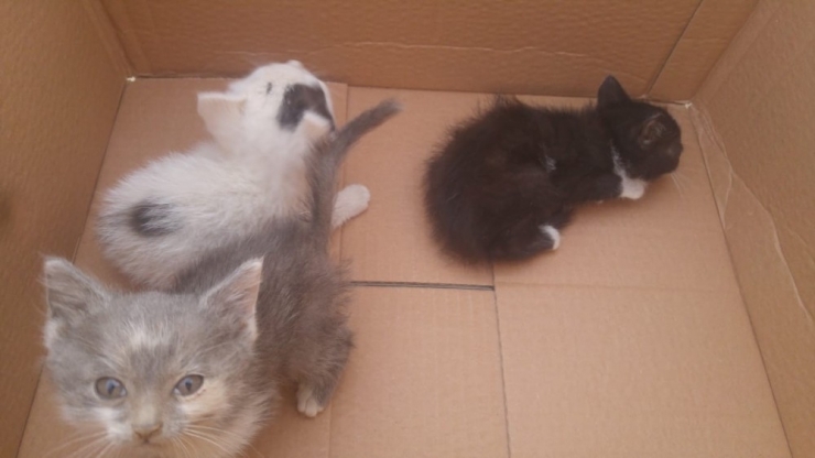 Kuyuya Düşen 3 Yavru Kediyi İtfaiye Kurtardı