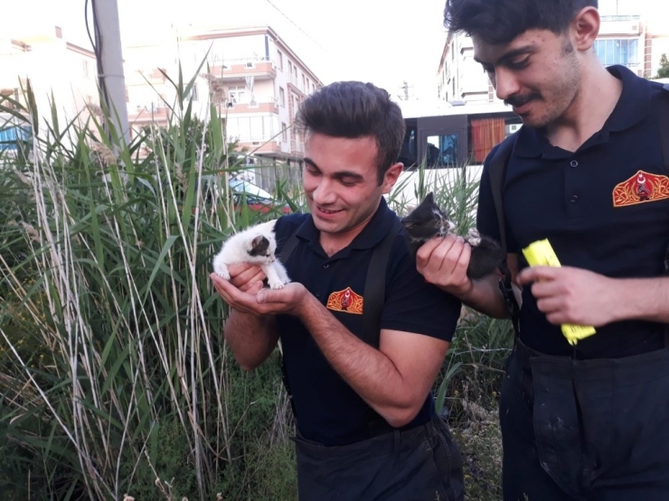 Kuyuya Düşen 3 Yavru Kediyi İtfaiye Kurtardı