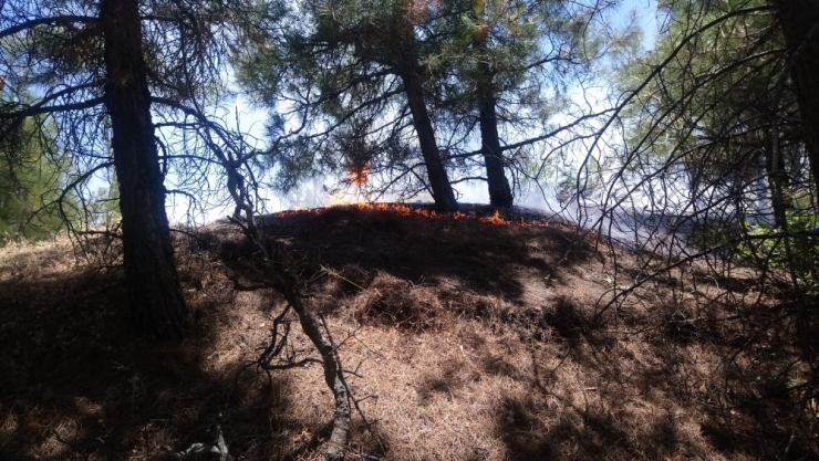 Bahçe Temizliği Yaparken Ormanı Yaktı