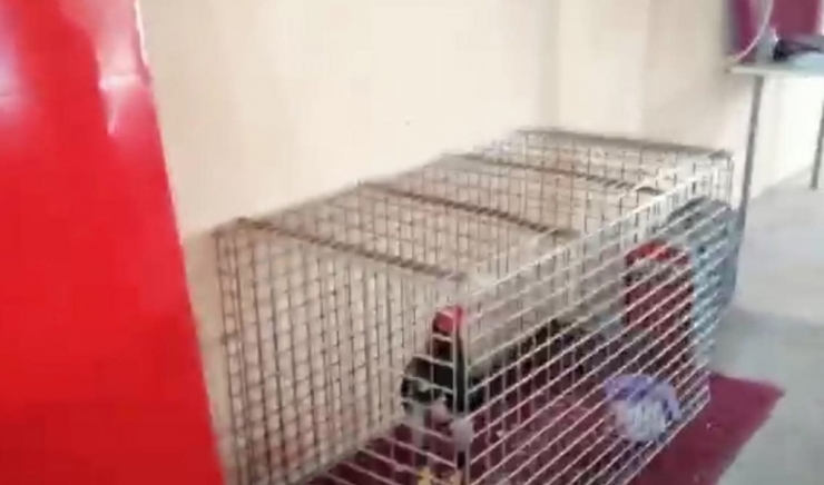 Edremit’te Horoz Dövüşü Yapan İşyerine Baskın