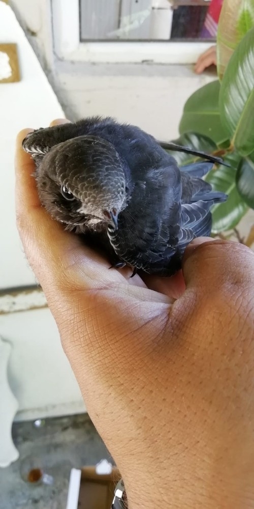 Diyarbakır’da Görülen Ebabil Kuşları Koruma Altına Alındı