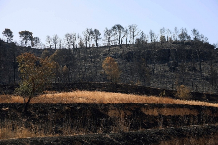 İspanya Orman Yangınlarıyla Mücadele Ediyor