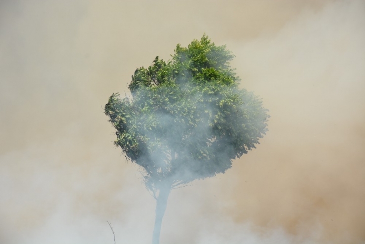 Anız Yangınında Ağaçlar Kül Oldu