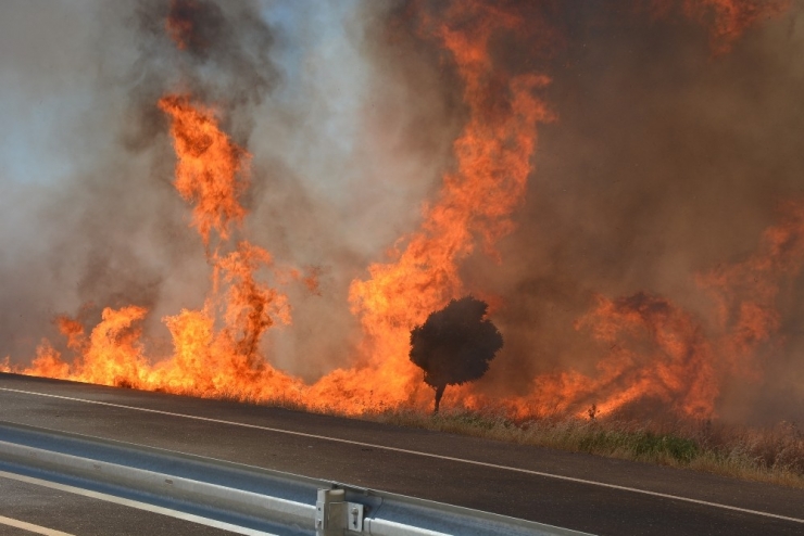 Anız Yangınında Ağaçlar Kül Oldu