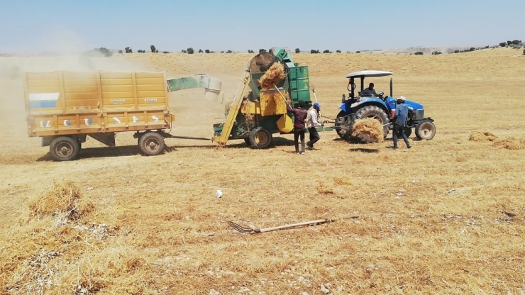 Mazıdağı’nda Mercimek Hasadı Sürüyor