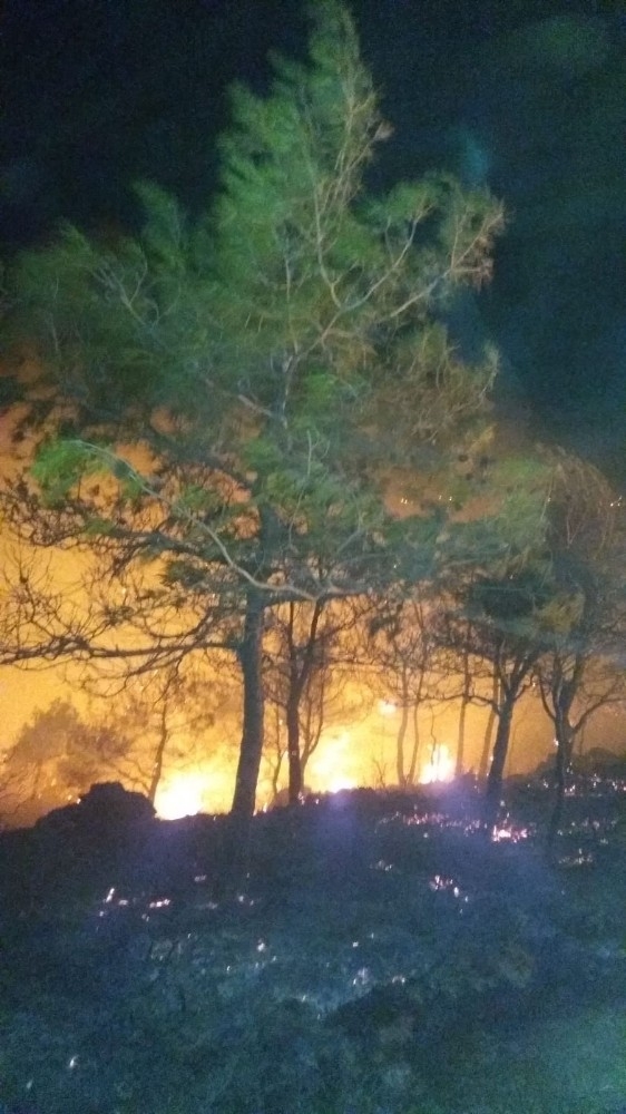 Mersin’de Orman Yangını