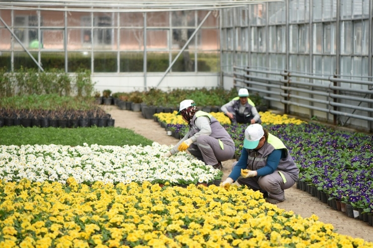 Tepebaşı Belediyesi 225 Bin Adet Çiçek Üretimi İle Kenti Süsledi