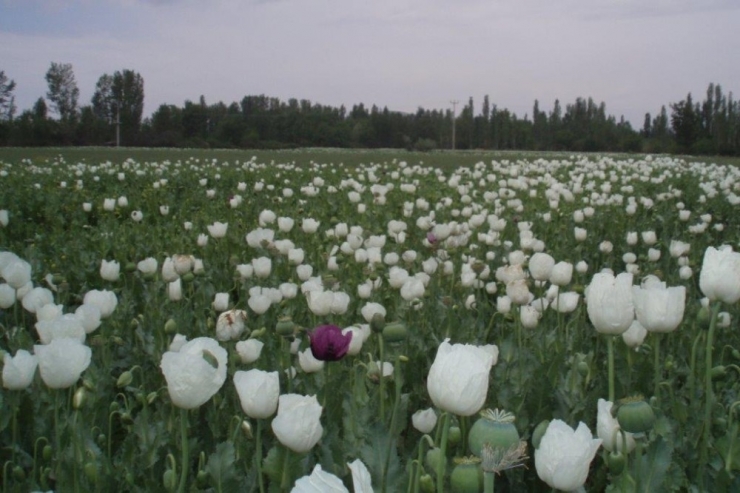 Hindistan’a Haşhaş Tohumu İhracatı Tekrar Başlıyor