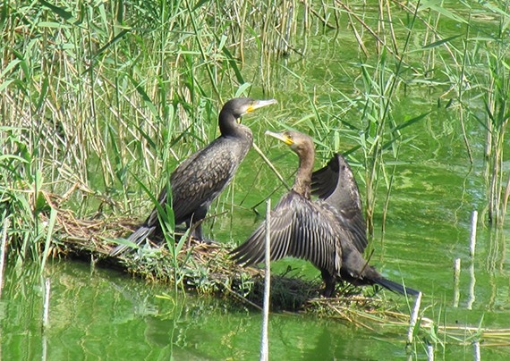 Yenipazar Aşağı Dip Gölü, Ziyaretçilerini Bekliyor