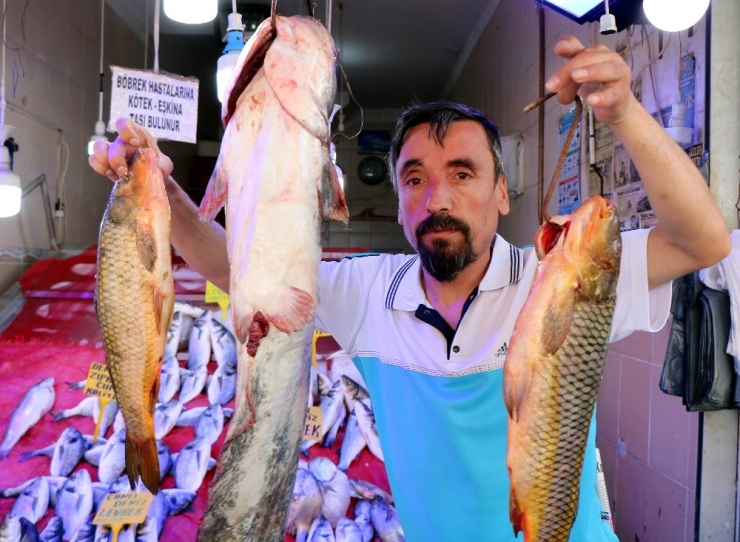 Yasak Bitti, Tatlısu Balıkları Tezgahları Süsledi