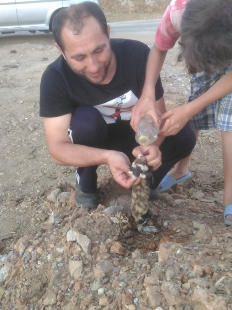 Vatandaşlar Yaralı Kokarcayı Elleri İle Besledi