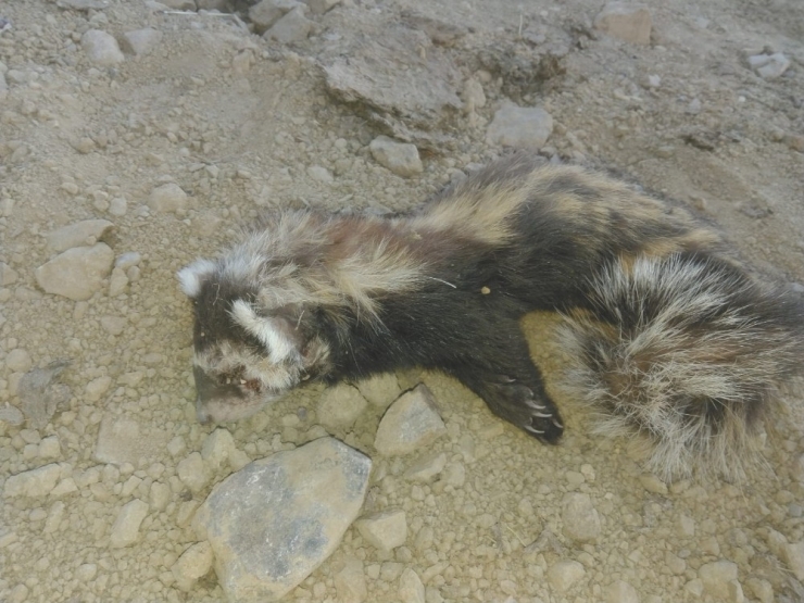 Vatandaşlar Yaralı Kokarcayı Elleri İle Besledi