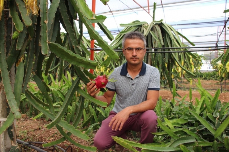 Ejder Meyvesi Çiftçinin Yeni Geçim Kaynağı Oldu